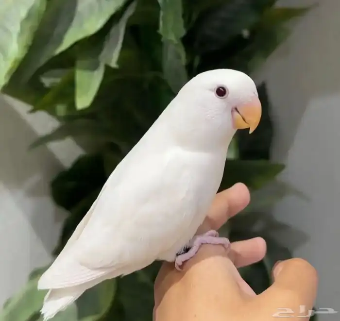 روز هدد داخلي و اليف جدا  مناسب للأطفال 0