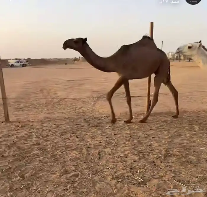 قعود دبياني اصفر 1