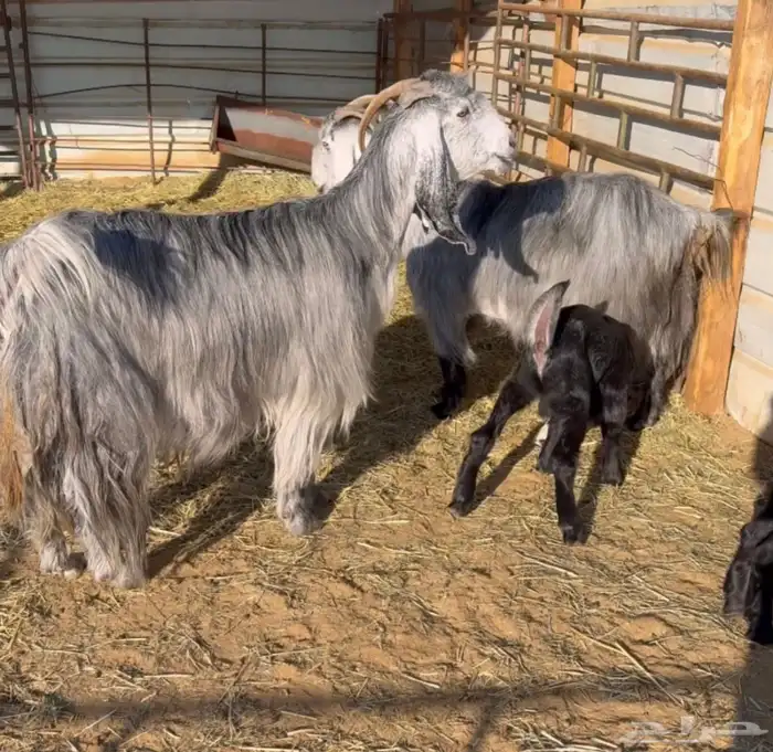 معزا فاخرة 0