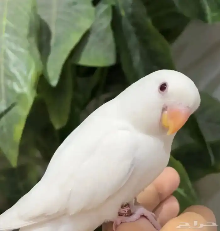 روز هدد داخلي و اليف جدا  مناسب للأطفال 2