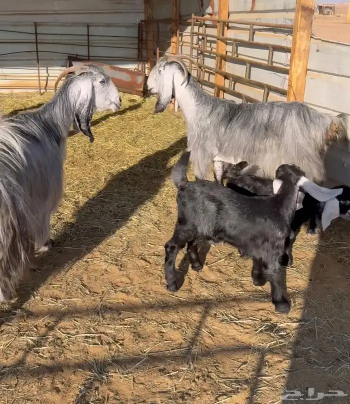 معزا فاخرة 1