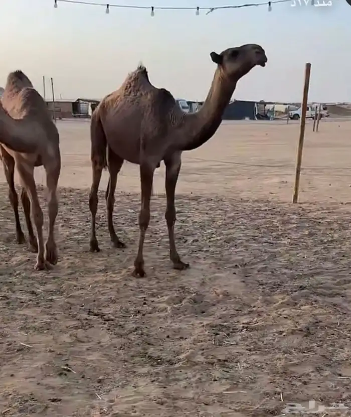 قعود دبياني اصفر 0