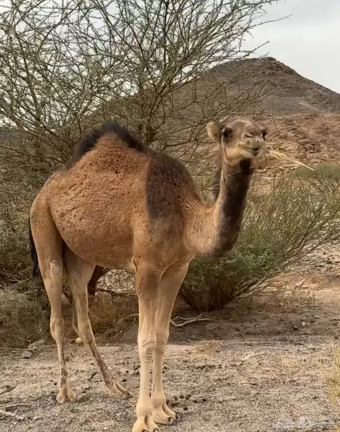 بكرة حمراء 0