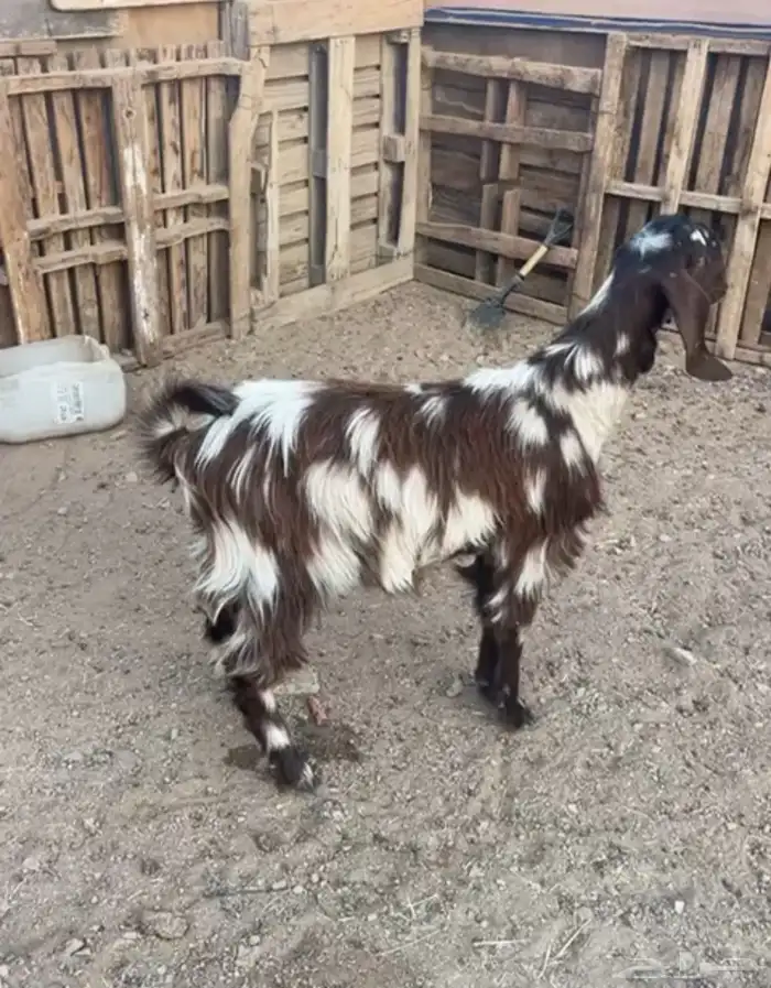 للبيع جفاره جذع. 0