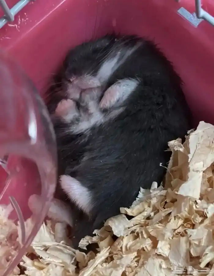 هامستر روسي للبيع 5