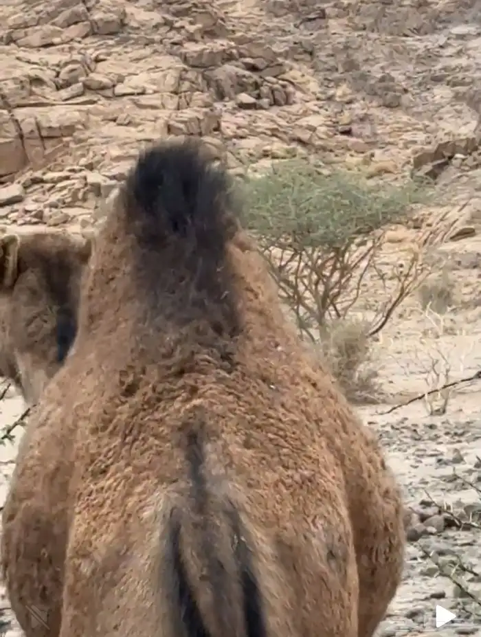 بكرة حمراء 2