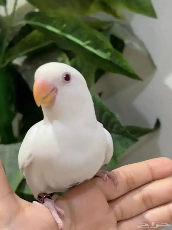 روز هدد داخلي و اليف جدا  مناسب للأطفال 1