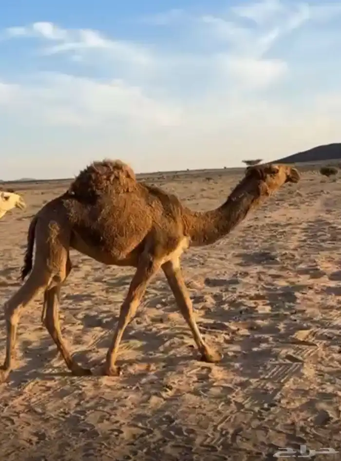 بكره شعلا على الهدب لها مستقبل  قوي 1