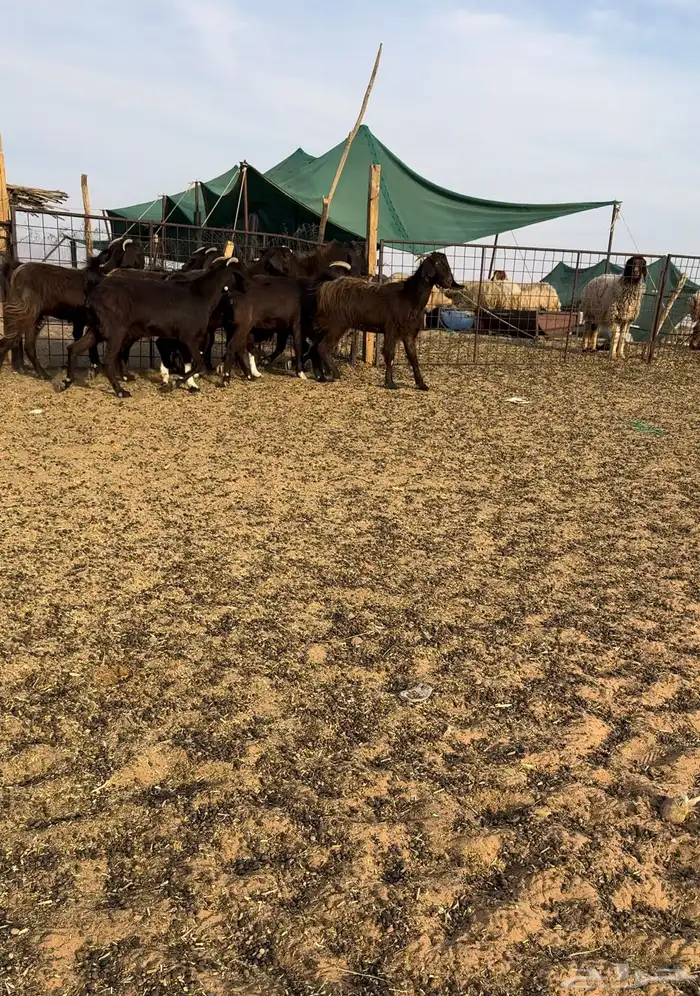 جفرات قبرصيات 0