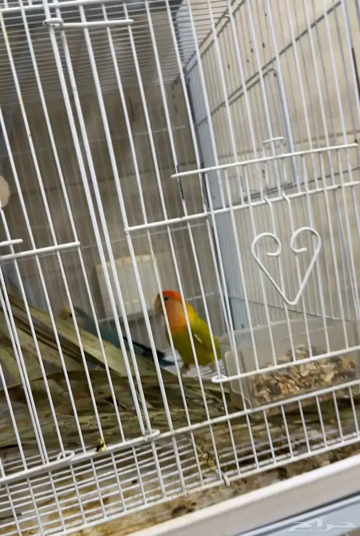 روز هولندي انتاج 2