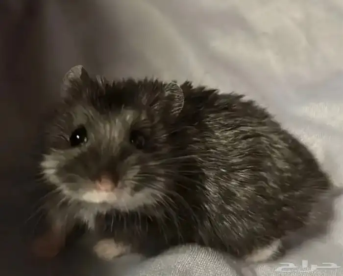 هامستر روسي للبيع 3