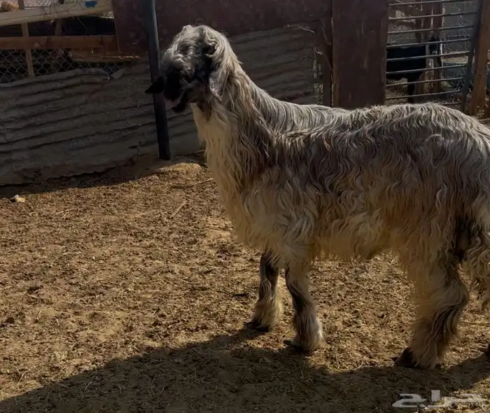 فحل نجدي رملي صنف الصنف 1