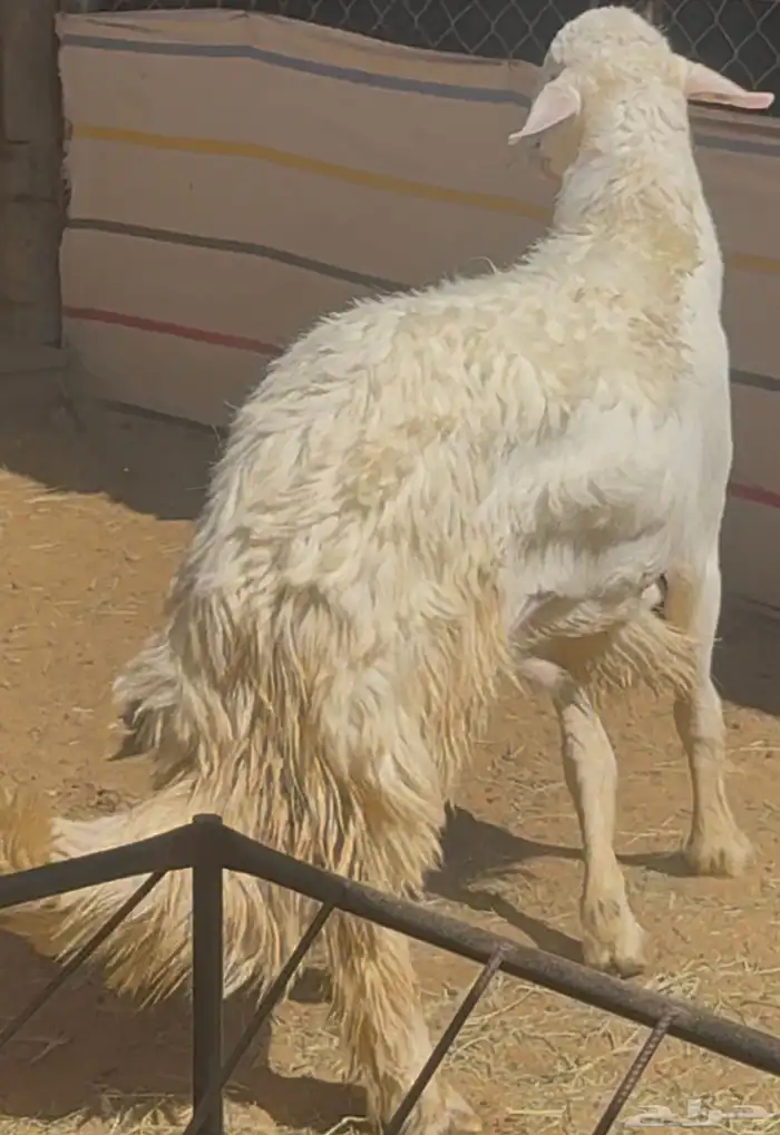 فحل نادر من اندر فحول الساحة 10