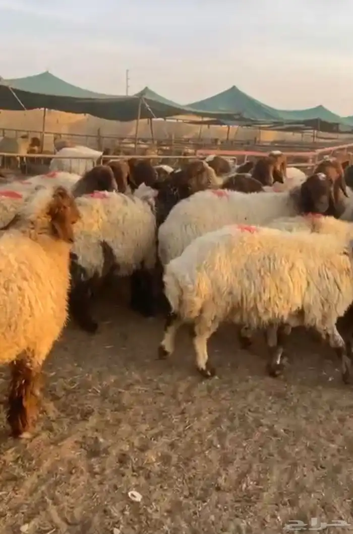 غنم مضارع ودفيع عدد 40 جذعات وثنوات ورباع فيهن 5سدس شرط 0