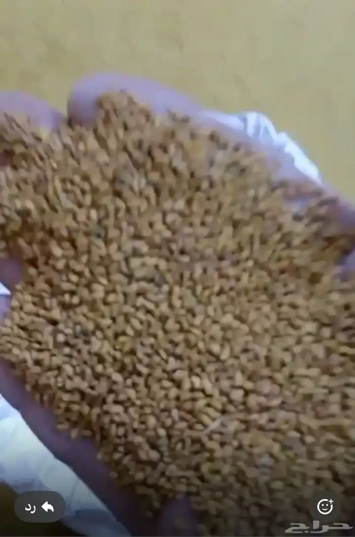 بذر برسيم بلدي حساوي جديد ونظيف 0