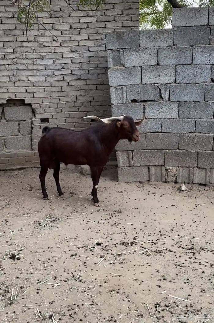 تيس ادهم محايلي 3