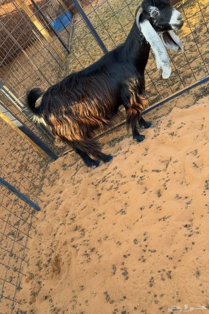 للبيع 6 معزا فواخر دفيع صنف 1