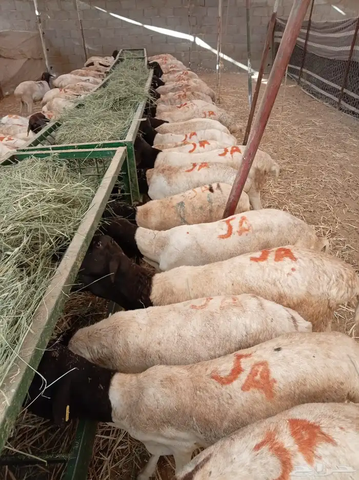 برابر صومالية جملة وتفريد بسعر ممتاز 2