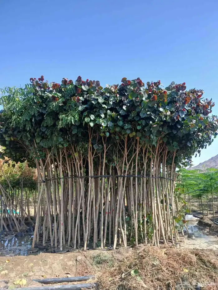 مشاتل الدمام للطلب وكميات 8