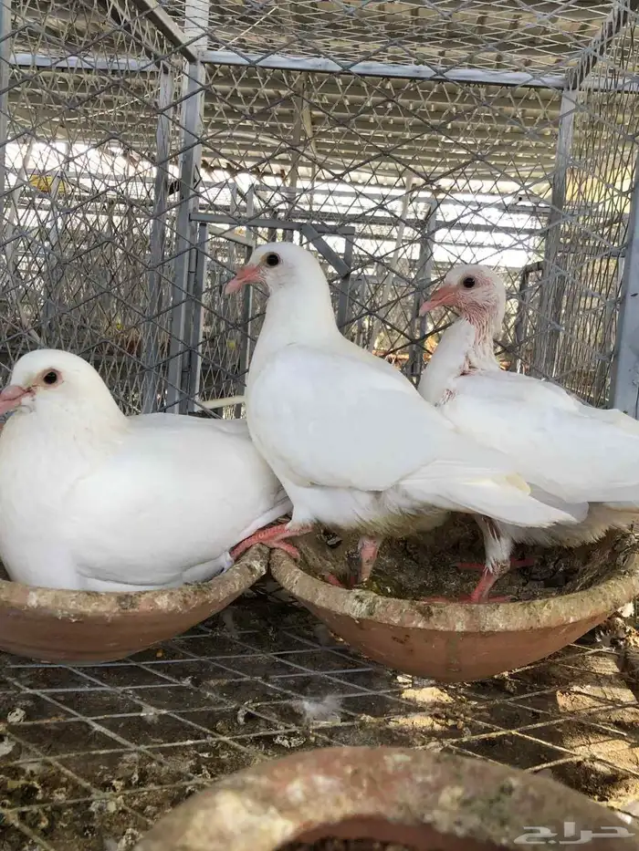 زغاليل حمام فرنسي سوبر جامبو 0