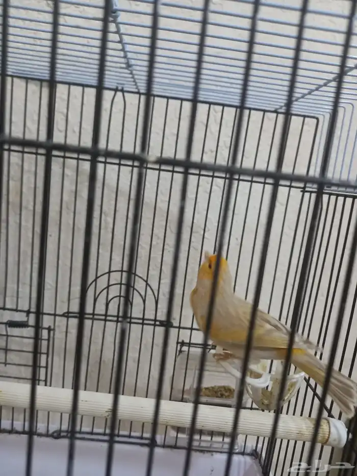 ذكر كناري سوري تغريد ستانيت 3