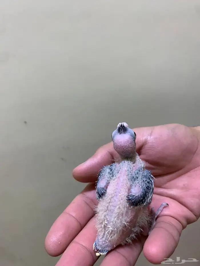 فروخ كروان 2