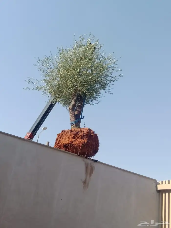 أشجار زينه زيتون 4