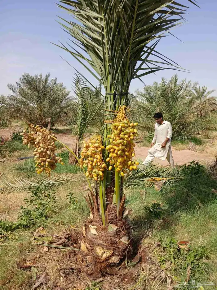 نخل مثمر نخيل نقايل واشنطني اخلاص سكري برحي صقعي شيشي هلالي 3