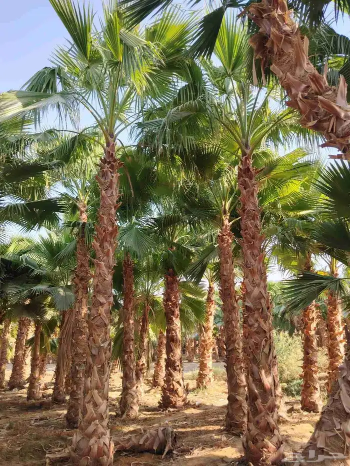 نخل واشنطني زينه امريكي جميع المقاسات متوفرة 5