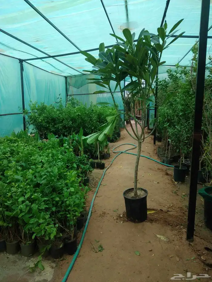 نخل واشنطني زينه جميع المقاسات وتنسيق الحدايق وقص الشجار وتك 5