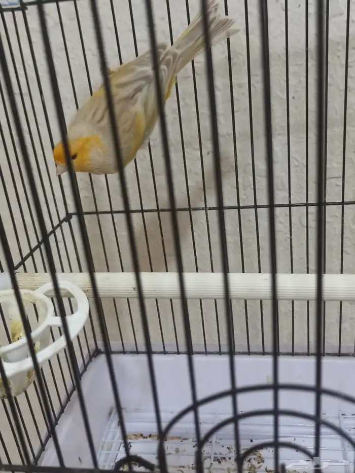 ذكر كناري سوري تغريد ستانيت 2