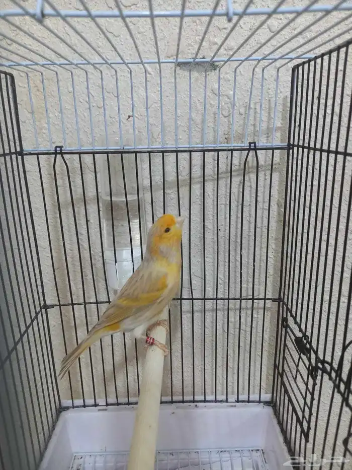 ذكر كناري سوري تغريد ستانيت 0