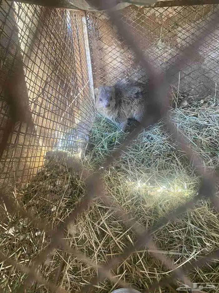 وبر بري أنثى للبيع 2