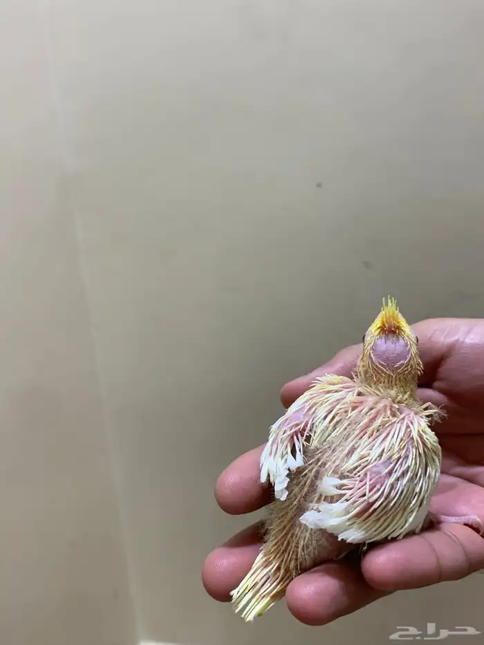 فروخ كروان 3