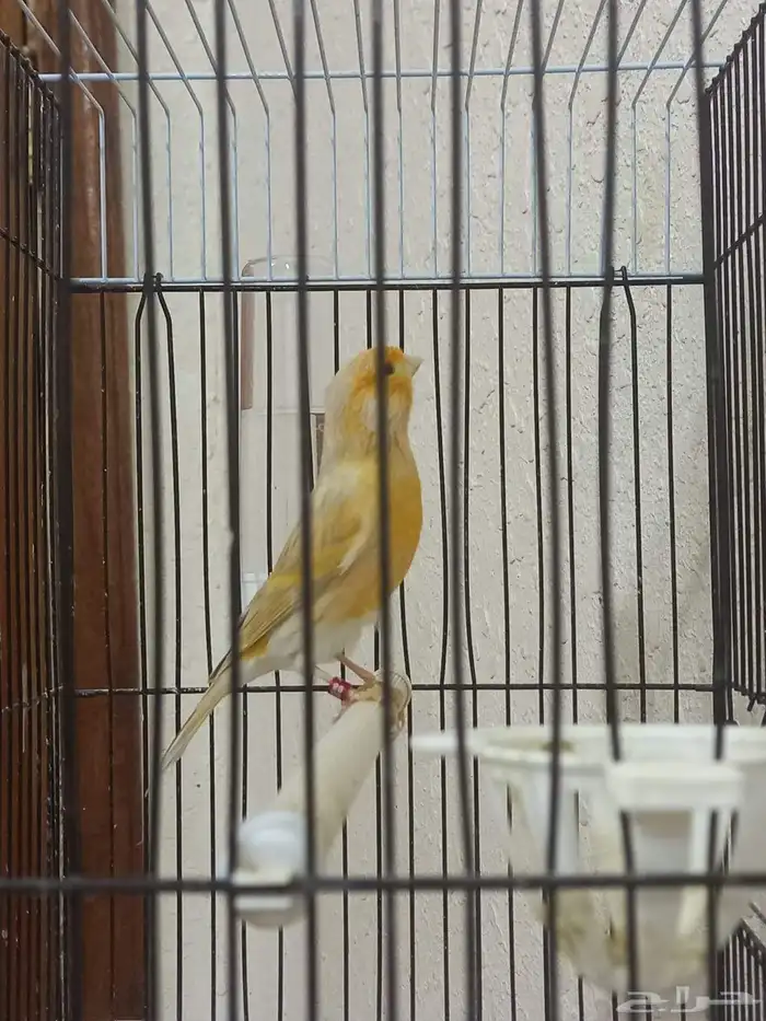 ذكر كناري سوري تغريد ستانيت 7