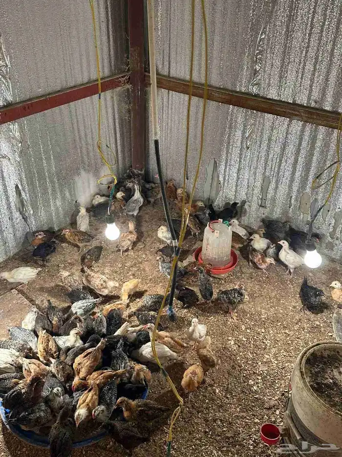 فروخ العمر شهر 2