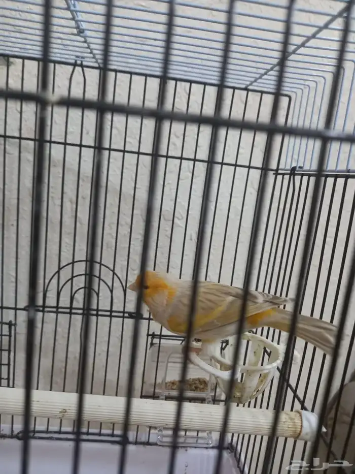 ذكر كناري سوري تغريد ستانيت 6