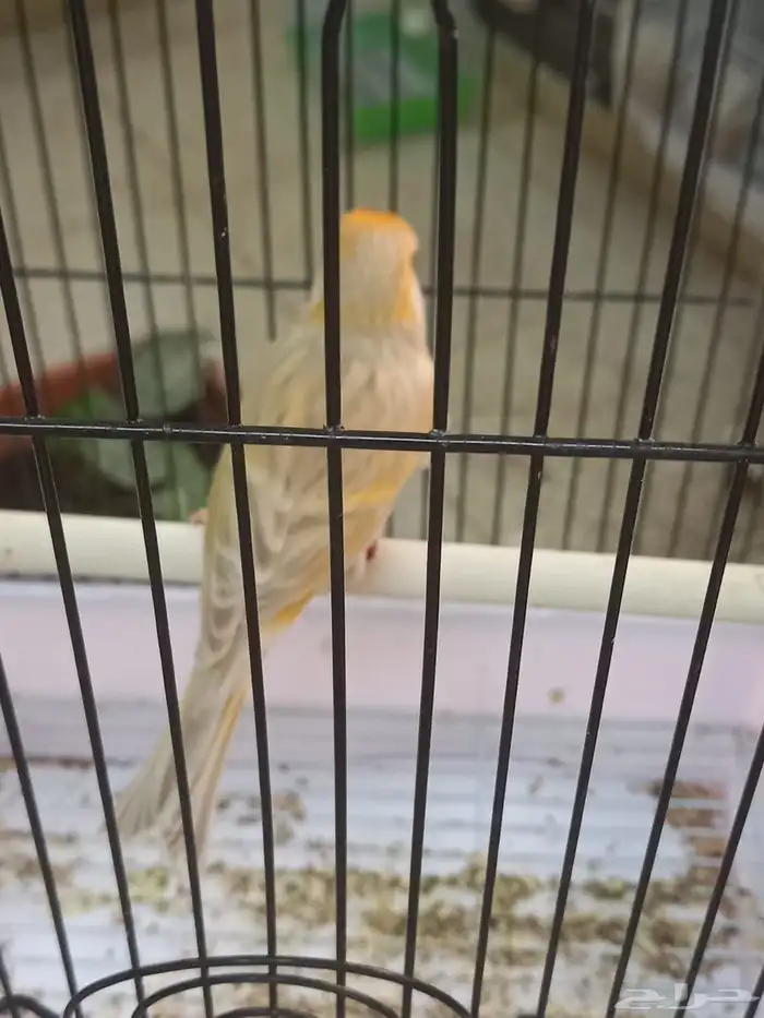 ذكر كناري سوري تغريد ستانيت 1