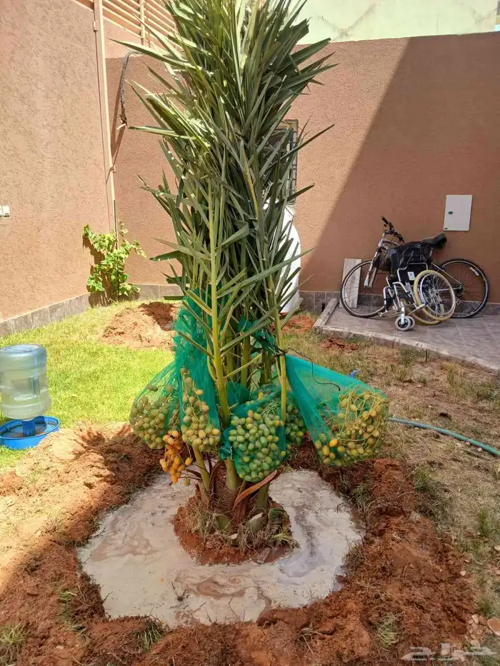 نخل مثمر نخيل نقايل واشنطني اخلاص سكري برحي صقعي شيشي هلالي 7