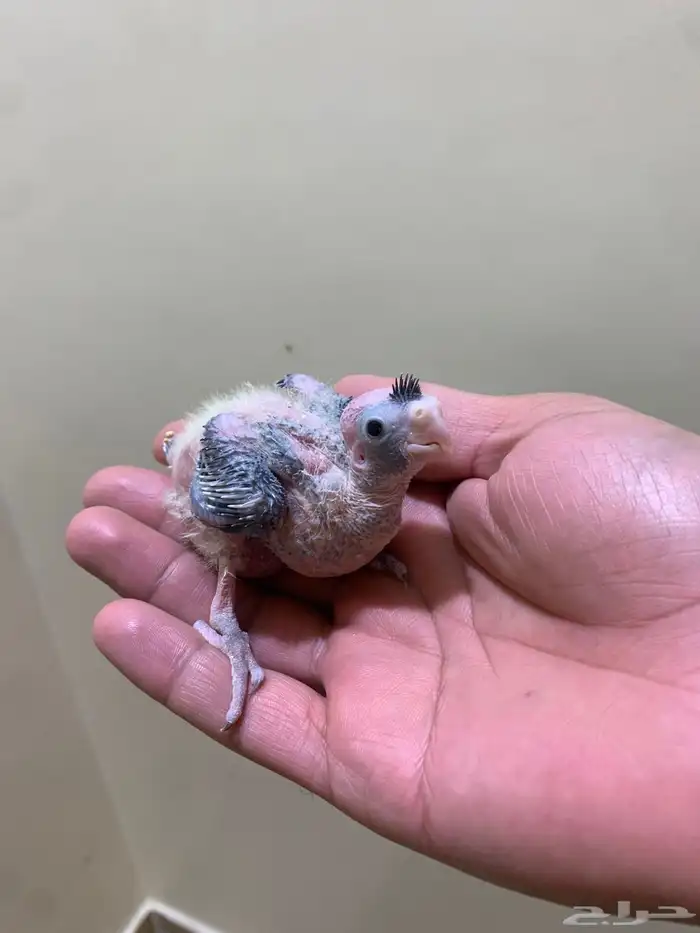 فروخ كروان 1