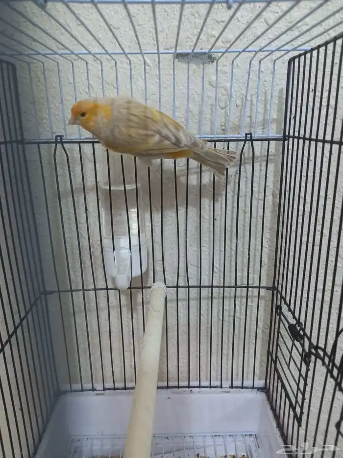 ذكر كناري سوري تغريد ستانيت 8