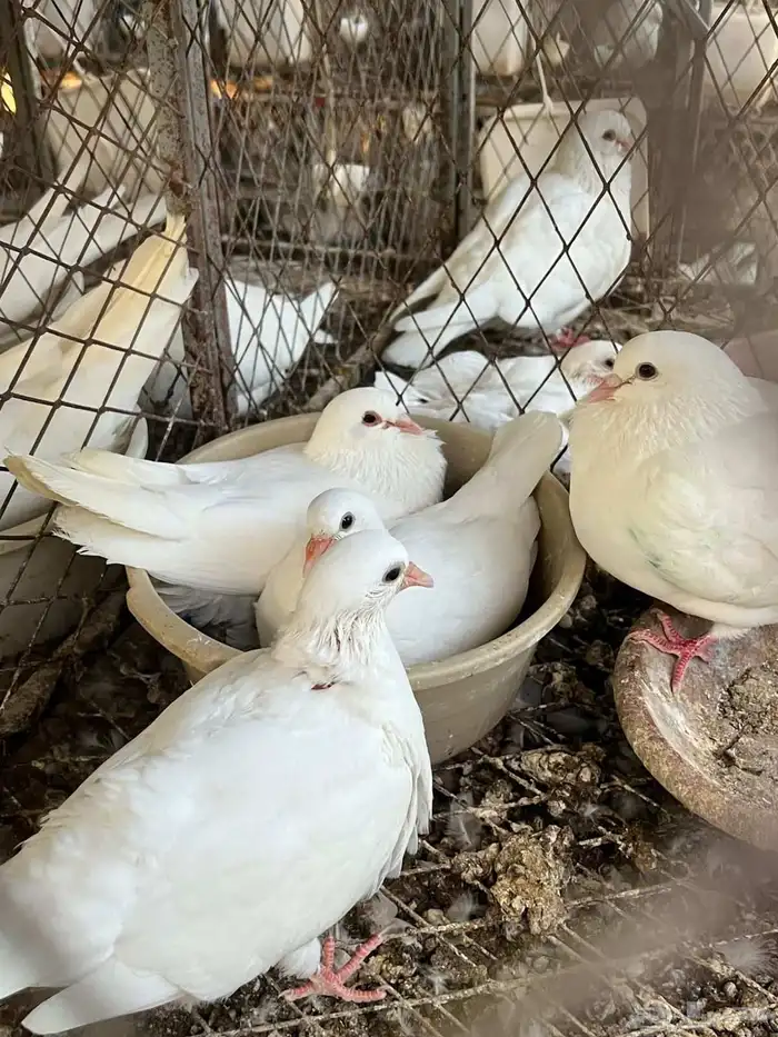 زغاليل حمام فرنسي سوبر جامبو 3