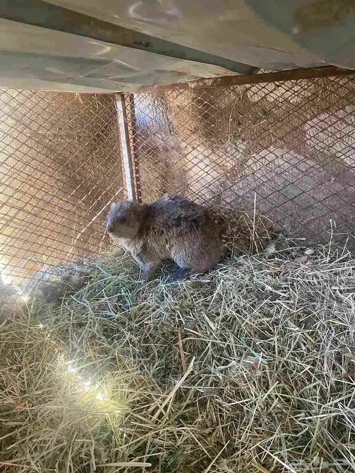 وبر بري أنثى للبيع 1