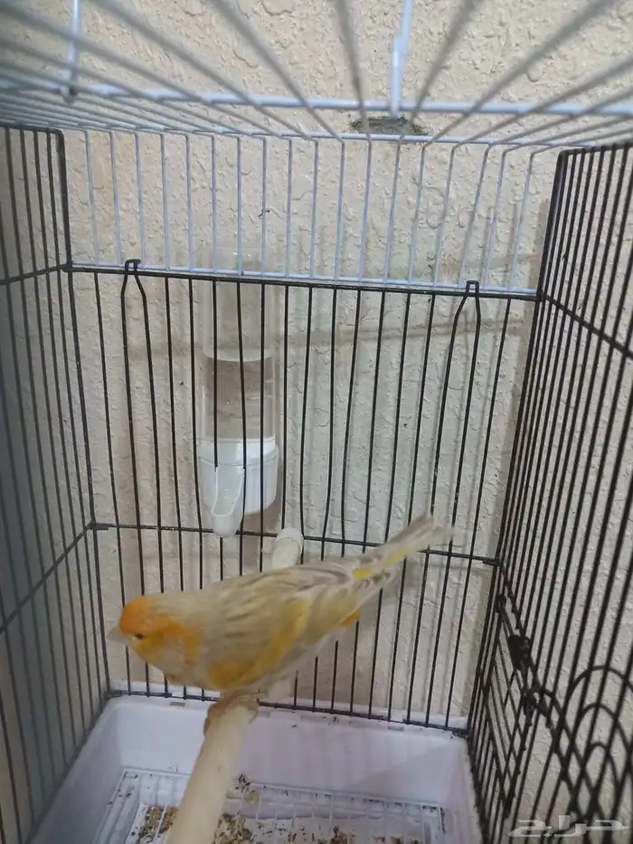 ذكر كناري سوري تغريد ستانيت 9