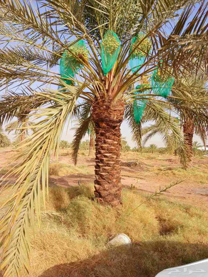 نخل مثمر نخيل نقايل واشنطني اخلاص سكري برحي صقعي شيشي هلالي 4