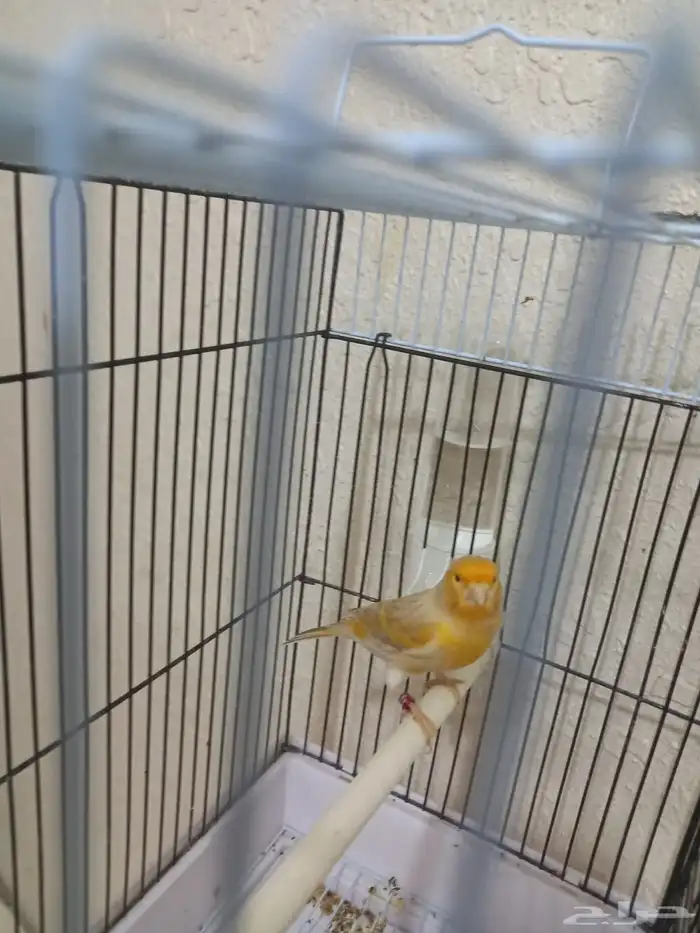 ذكر كناري سوري تغريد ستانيت 4