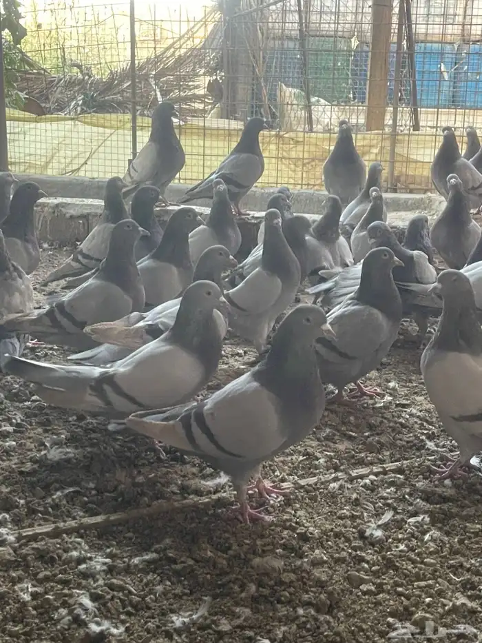 للبيع حمام سلفر سوبر جانبو 0