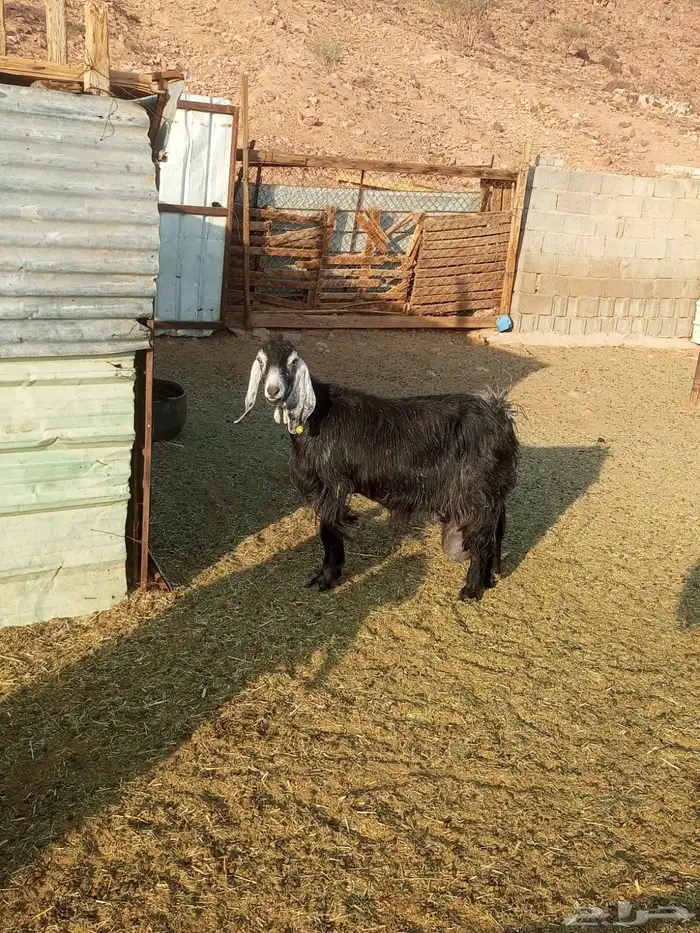 عنز حبشيه حليب وافر 0