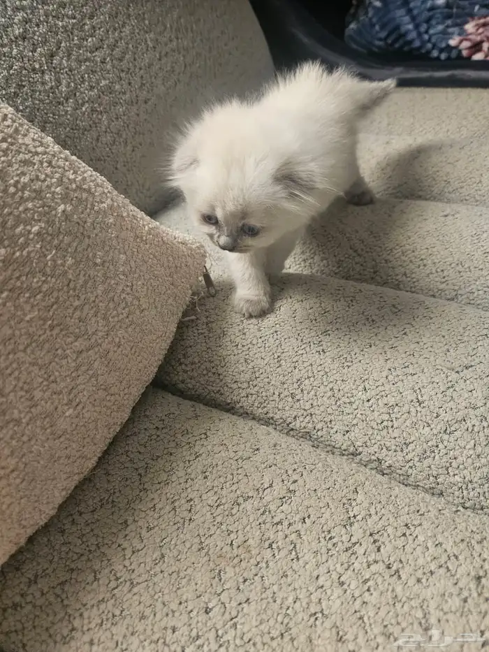 سكوتش هجين شيرازي قطط صغيرة عمرها شهر للبيع 4