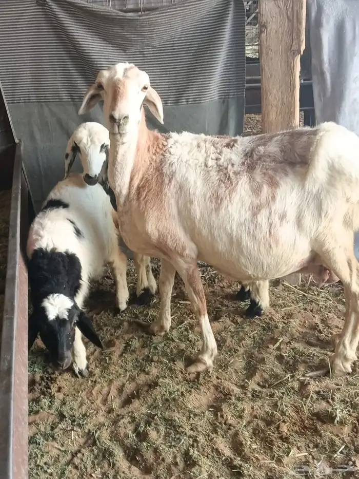 ضان مقاني متابيع 3